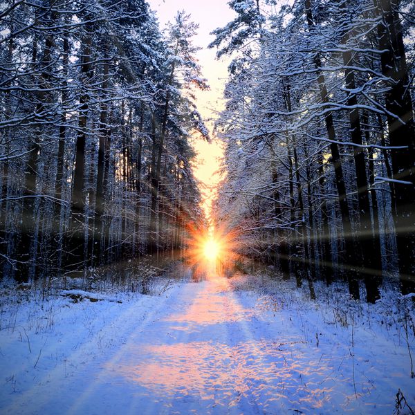 پرتوهای خورشید در جنگل زمستانی