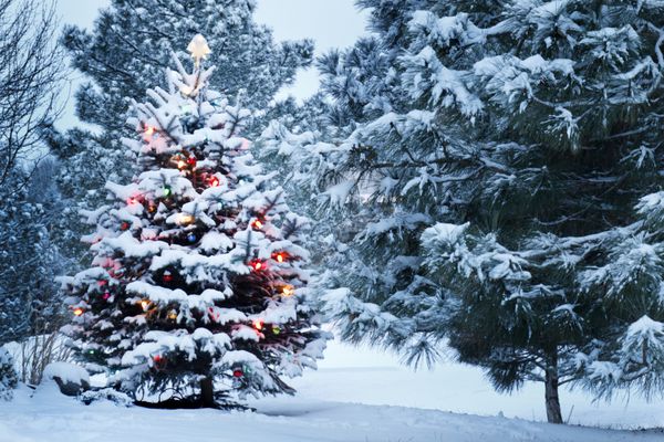 این درخت کریسمس پوشیده از برف در مقابل رنگ‌های آبی تیره این صحنه پوشیده از برف به‌خوبی خودنمایی می‌کند