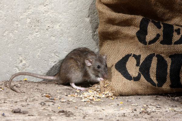 موش قهوه ای Rattus norvegicus اسیر در گونی ذرت اوت 2009