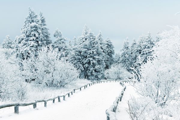منظره زمستانی با درختان پوشیده از برف