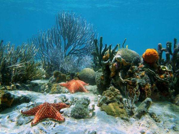 مرجان زیبا با ستاره دریایی زیر آب