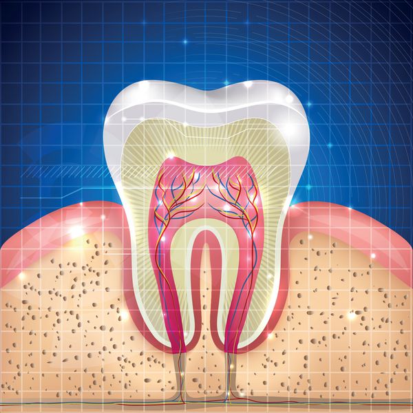 تصویر مقطع زیبای دندان پس‌زمینه آبی عمیق و چراغ‌های درخشان اطراف