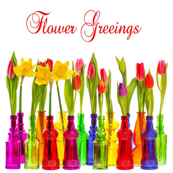 تعداد زیادی گل لاله و نرگس در گلدان های شیشه ای رنگارنگ در پس زمینه سفید با نمونه متن تبریک گل