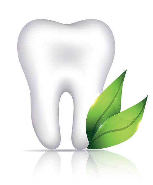 تصویر دندان سفید سالم و برگ سبز مراقبت های بهداشتی دندان