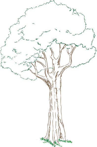 درخت سبز بزرگ با تاجی متراکم وکتور کشیده شده با دست