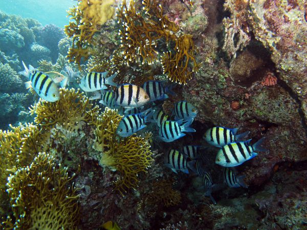 مدرسه گروهبان سرگرد دختر ماهی Abudefduf vaigiensis Pomacentridae