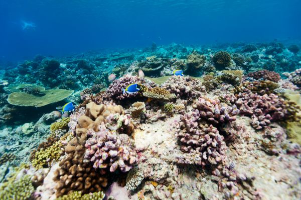 صخره های مرجانی رنگارنگ زیبا و ماهی های استوایی در زیر آب در مالدیو