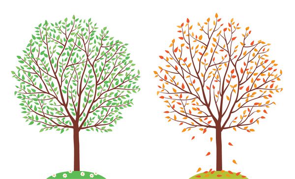 فصل ها درختان در تابستان و پاییز وکتور
