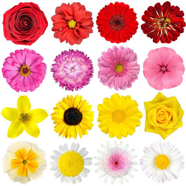 مجموعه بزرگی از گل های مختلف جدا شده روی پس زمینه سفید رنگ های قرمز صورتی زرد سفید از جمله گل رز کوکب گل همیشه بهار زینیا گل نی آفتابگردان دیزی پامچال و سایر گل های وحشی