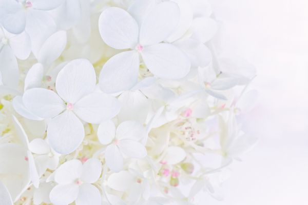 گل‌های هورتانسی سفید درخشان در نمای نزدیک