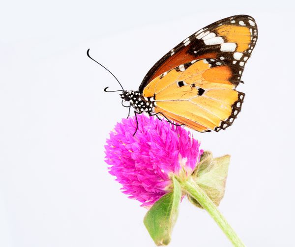 پروانه ببر ساده روی گل صورتی نشسته است