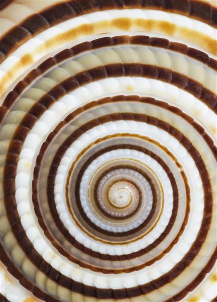 الگوهای مارپیچی موجود در صدف دریایی ساعت آفتابی Architectonica perspectiva گونه ای از حلزون دریایی