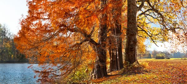 چشم انداز پاییزی رنگ های روشن درختان پاییزی برگ های خشک در پیش زمینه دریاچه در پارک