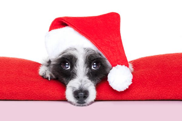 سگ کریسمس روی یک پتو قرمز با کلاه بابا نوئل
