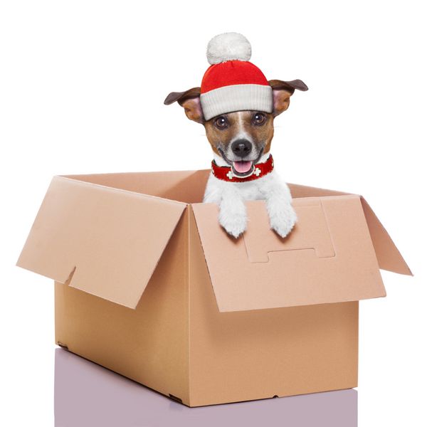 سگ پستی کریسمس زمستانی در یک جعبه متحرک بسیار بزرگ
