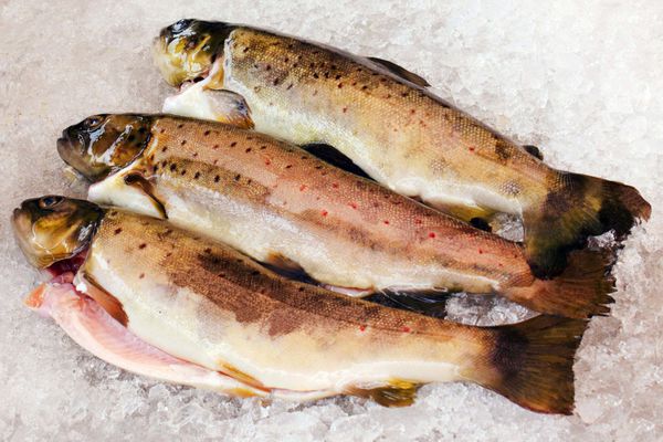 ماهی روی یخ بازار ماهی برگن نروژ