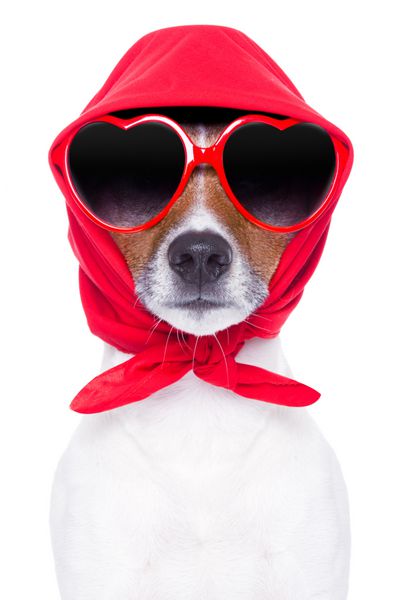 سگ دیوا با عینک آفتابی قرمز ظاهر جالبی دارد