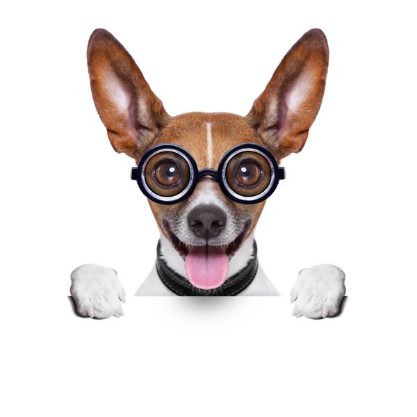 سگ احمق دیوانه با عینک خنده دار پشت پلاکارد خالی