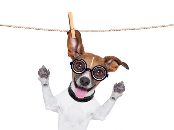 سگ احمق دیوانه با عینک خنده دار که روی خط لباس آویزان شده است