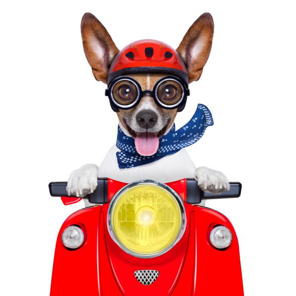 سگ موتوری احمق دیوانه با کلاه ایمنی و بیرون آوردن زبان