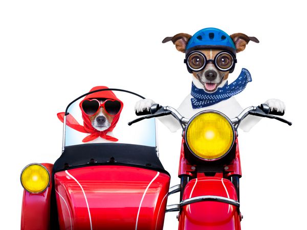 سگ های موتوری با هم عاشق داشتن یک سفر تعطیلات