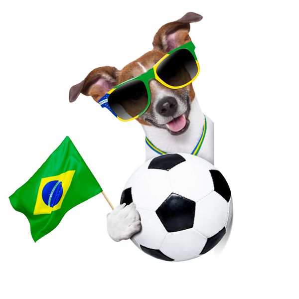 سگ فوتبال برزیلی با توپ و مدال