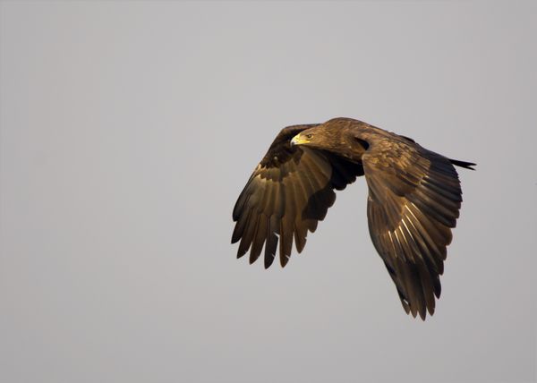 عقاب خالدار بزرگ در حال پرواز