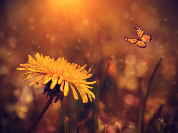 عکس رویایی قاصدک و پروانه در مزرعه در غروب آفتاب