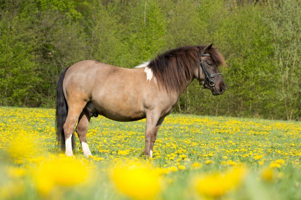 پرتره یک تسویه حساب زیبای شتلند در قاصدک