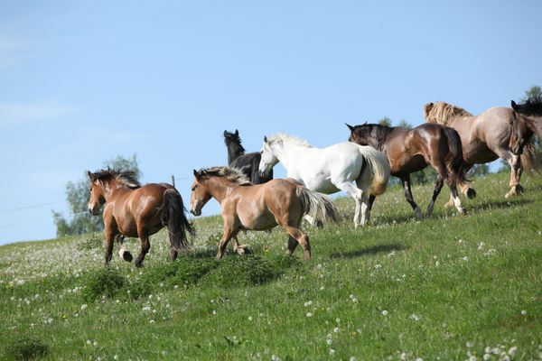 دسته ای بسیار متنوع از اسب ها که در بهار در مرتع می دوند