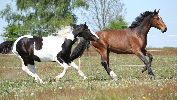 دو اسب شگفت انگیز با هم در مرتع چشمه می دوند
