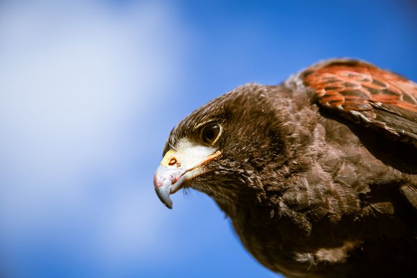 Majestic Eagles توسط کنترل آفات برای کاهش کبوترها و کبوترها در اطراف میدان ترافالگار در وستمینستر لندن استفاده می شود