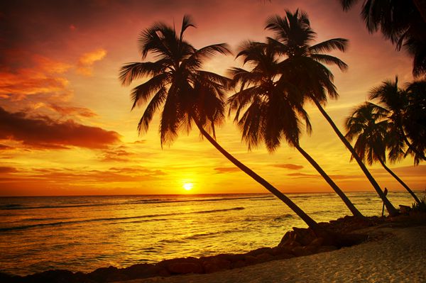 غروب زیبای خورشید بر فراز دریا با منظره نخل‌ها در ساحل سفید در جزیره‌ای باربادوس در دریای کارائیب