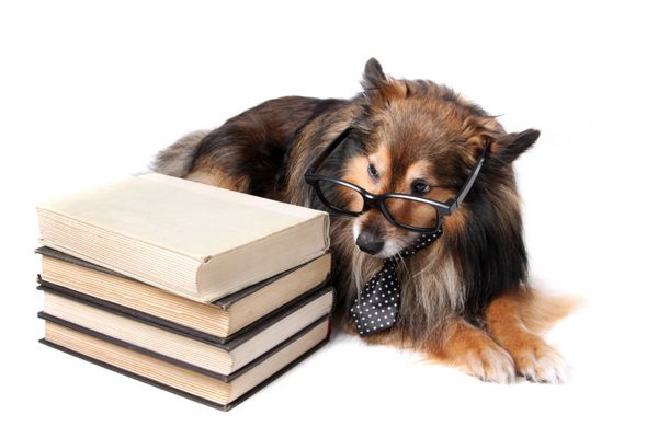 شلتی یا سگ گله شتلند با کراوات و عینک در کنار چند کتاب درسی روی زمینه سفید