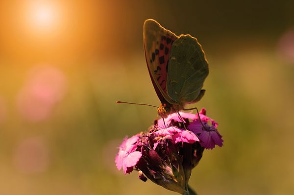 پروانه ای که در طلوع خورشید روی یک گل وحشی استراحت می کند