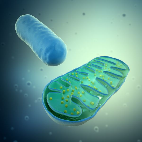 رندر سه بعدی از یک میتوکندری - تصویر میکروبیولوژی