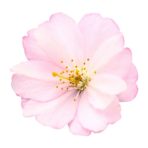 نمای نزدیک از شکوفه گیلاس صورتی روشن و ظریف در پس زمینه سفید