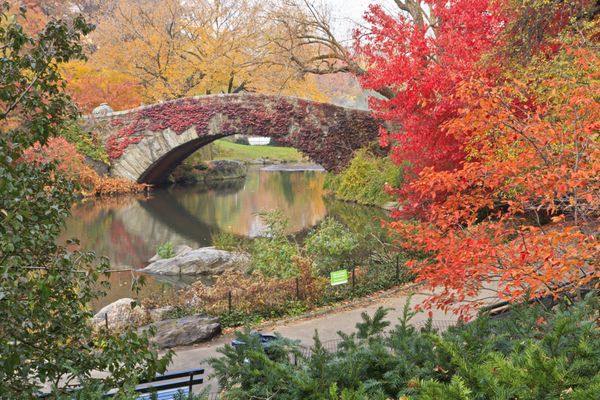 پل Gapstow در حوضچه سنترال پارک پوشیده از پیچک قرمز و احاطه شده توسط شاخ و برگ زیبای پاییزی در شهر نیویورک