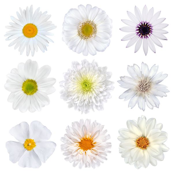 انتخاب های مختلف از گل های سفید جدا شده در پس زمینه سفید مجموعه نه دیزی گربر گل همیشه بهار استئوسپرموم گل داودی گل توت گل ذرت گل کوکب