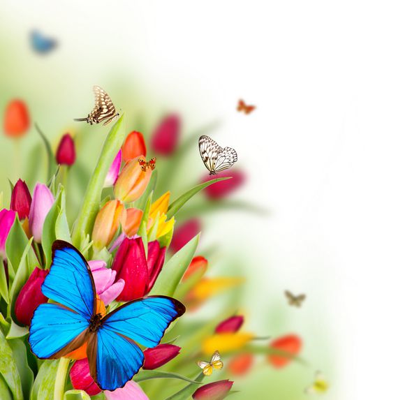 گل های زیبای بهاری با پروانه ها