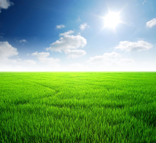 پس زمینه ابری ابری آسمان چمن سبز مزرعه برنج
