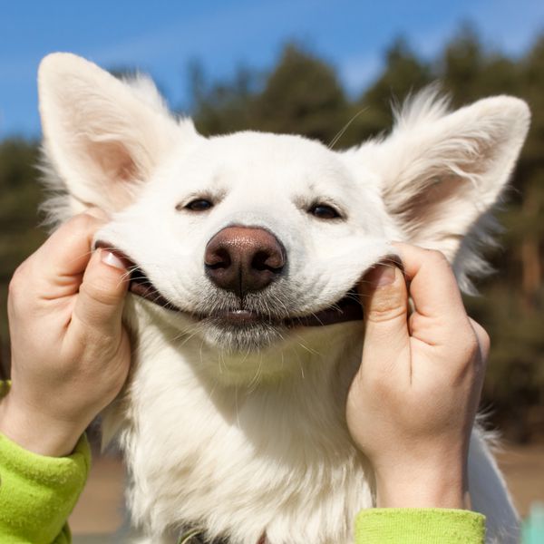 سگ سوئیسی شپرد با کمک مرد لبخند می زند