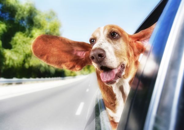 یک سگ شکاری در ماشین