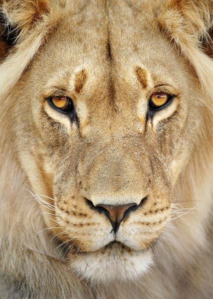 پرتره کلوزآپ یک شیر نر پلنگ لئو کویر کالاهاری آفریقای جنوبی
