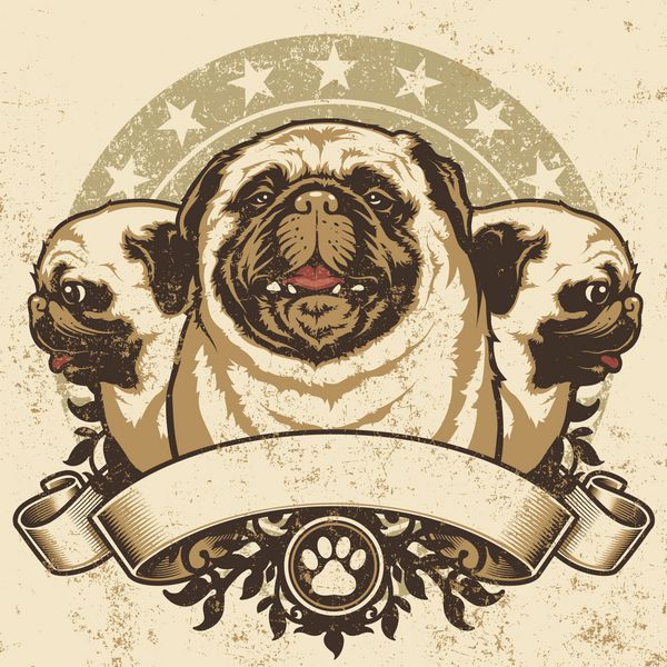 طراحی تاج پاگ وکتور از سه سگ پاگ اصیل نمای جلو و نمایه که با افتخار روی یک بنر گرانج و عناصر طرح گل نشسته اند