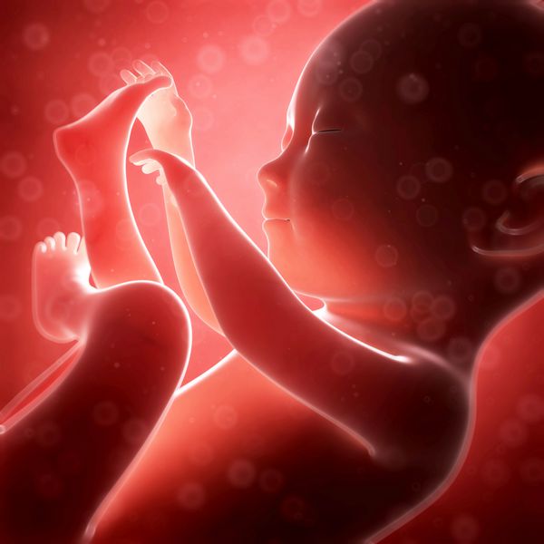 تصویر رندر شده سه بعدی - ماه جنین انسان 7