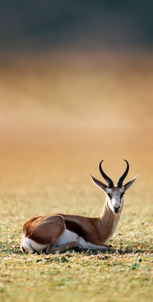 Springbok در حال استراحت روی چمن سبز - Antidorcas Marsupialis - کالاهاری - آفریقای جنوبی