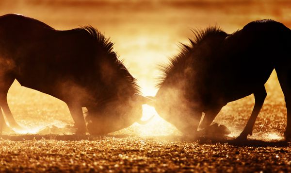 وحشی آبی دوتایی در غبار - صحرای کالاهاری - آفریقای جنوبی