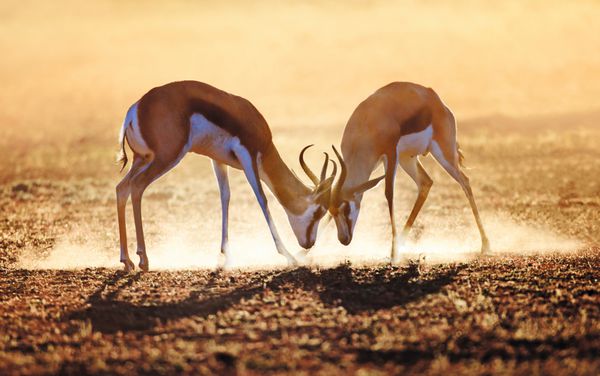 Springbok دوگانه در غبار - صحرای کالاهاری - آفریقای جنوبی