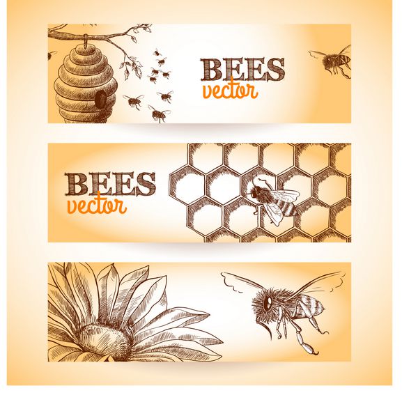 طرح بنرهای شانه زنبور عسل و طرح گل مجموعه ایزوله وکتور